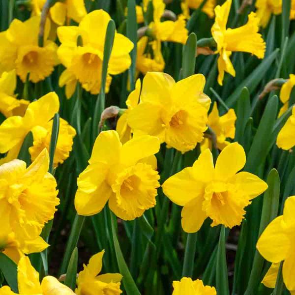 Bulbes à fleurs à planter à l'automne - Narcisse Trompette Jaune (x18) - face recto
